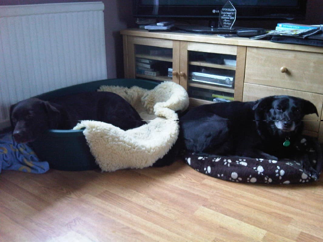 Playful Pip is home and dry — Unknown