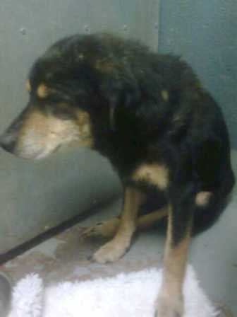 Shamrock — Unknown