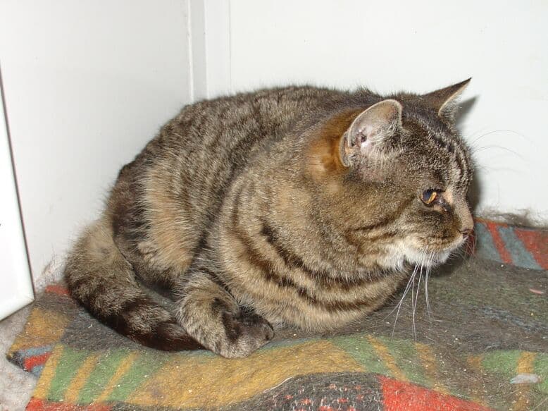 Bubble and Squeak — Unknown