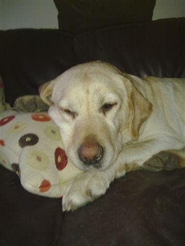 Woof Factor 2010 Regional Winners Announced — Unknown