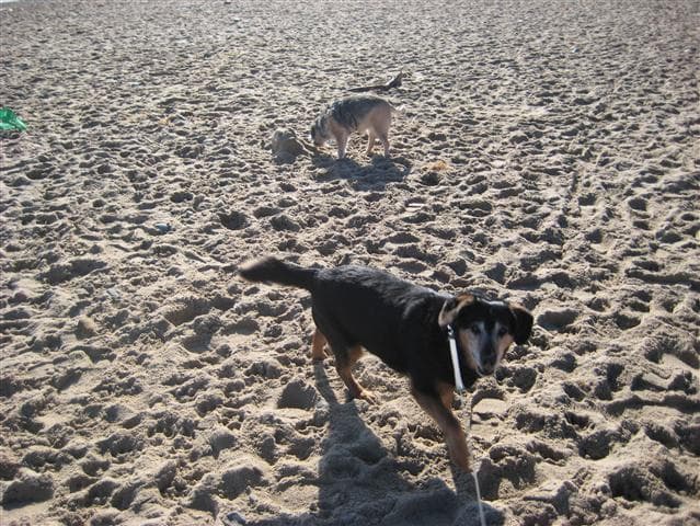 Tango Twinkletoes is going travelling — Unknown