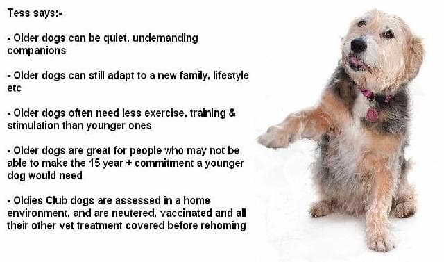 Oldies Club Leaflets & Posters — Unknown