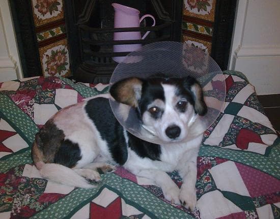 A Pound a Paw Appeal — Unknown