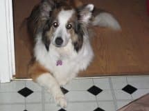 Mollie the Collie — Unknown