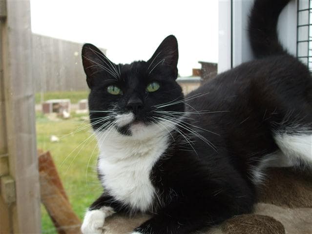 Cat and Flip Flop — Unknown