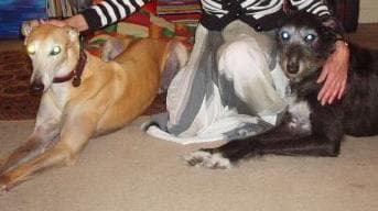 A dream come true for Lucy — Unknown