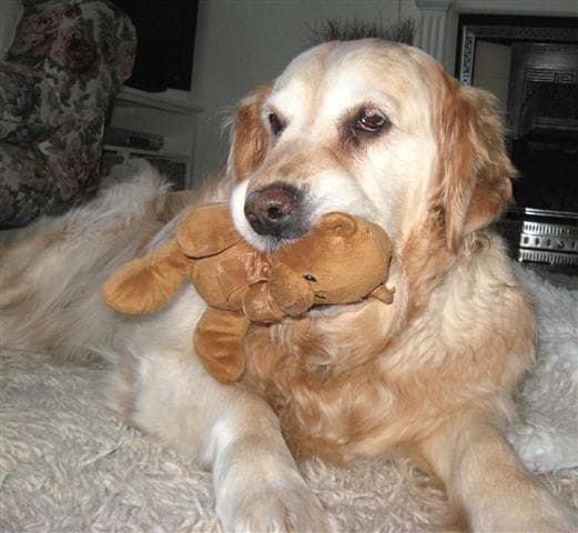 Suki and her teddy — Unknown