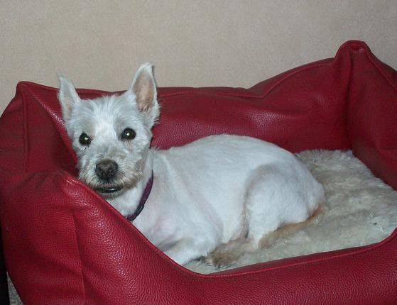 Kerry Westie — Unknown