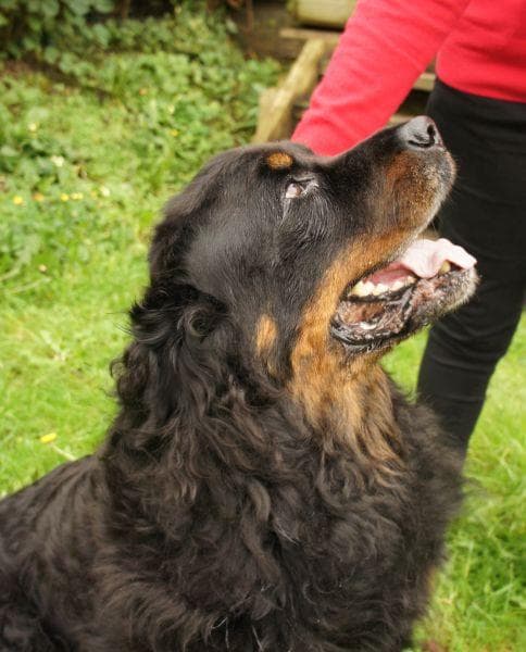 Curly Blue – Rapunzel Rottie — Unknown