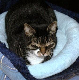 Basil & Horus — Unknown