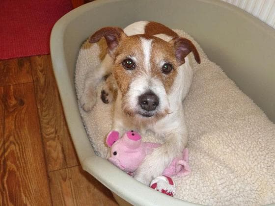 Update: Foster Home Found for Baxter — Unknown