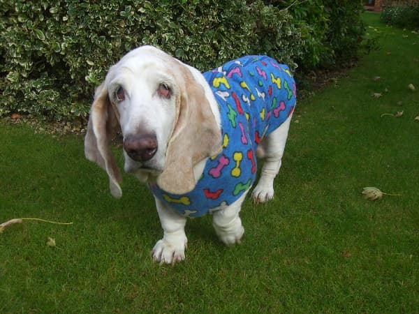 Molly Basset — Unknown