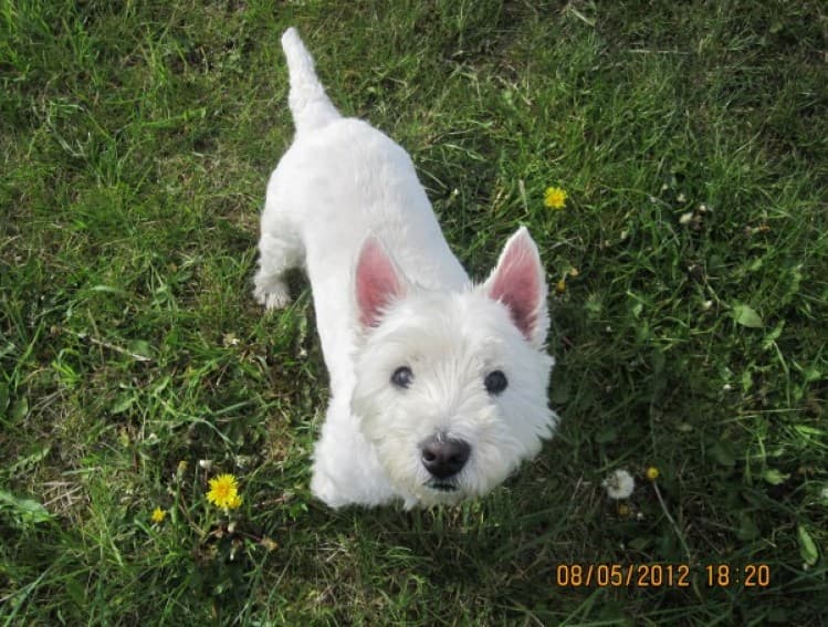 Snowy Westie — Unknown