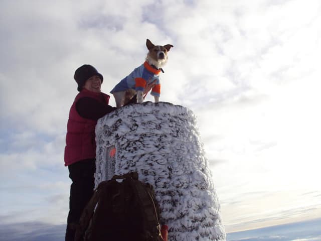 Parson Baxter ‘Toy hound’! — Unknown