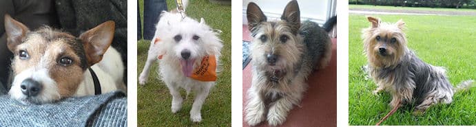 Could you Foster A Terrier? — Unknown