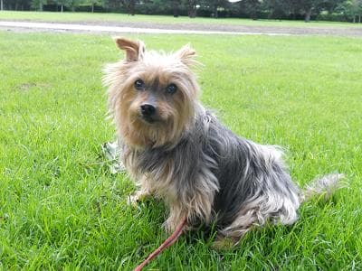 Shola Sweetie — Unknown