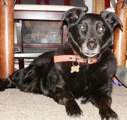 Gentle Benji Ben — Unknown