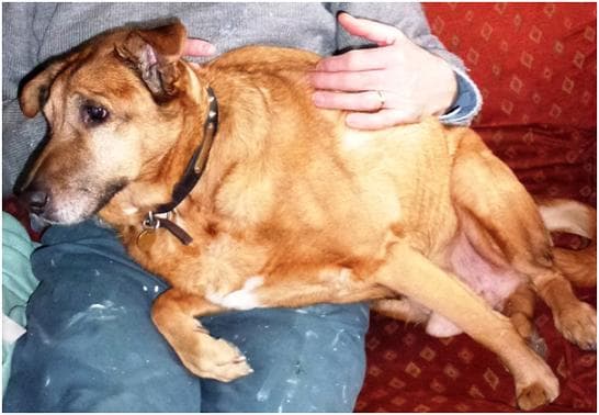 Puppy-hearted Punch — Unknown