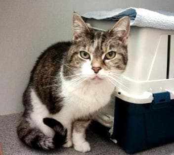 Rosie and Holly — Unknown