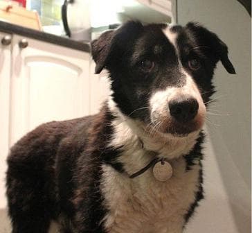 Sweet Shelley — Unknown