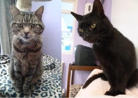 Rosie & Helga — Unknown