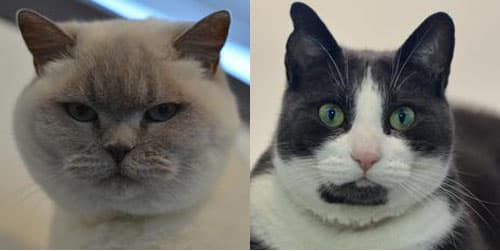 LouLou and Stanley — Unknown