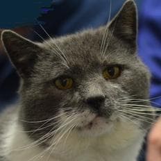 Lord Greystrokes — Unknown