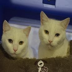 Daz and Blanco — Unknown