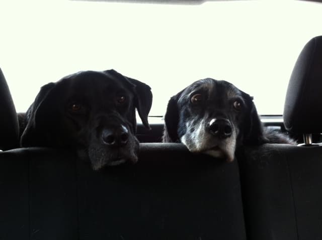 Gorgeous Gentleman George….Lord of the Manor! — Unknown