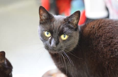 Zedd and Cara — Unknown