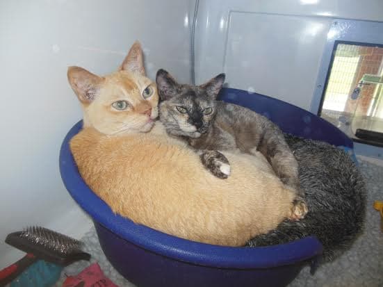 Boysie and Girlsie — Unknown