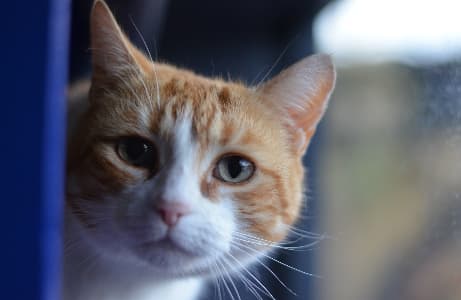 Pebbles and Tiny — Unknown