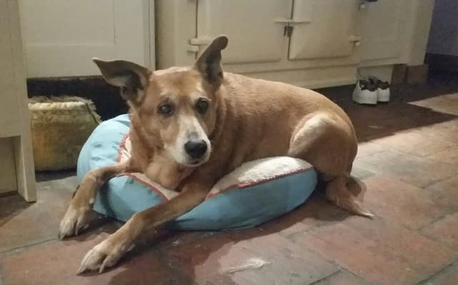 Hey there, Charlie girl! — Unknown