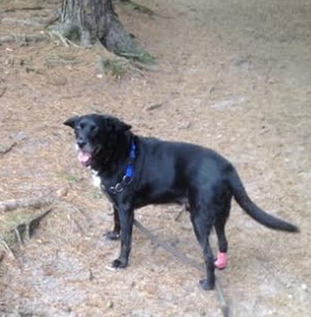Frodo, fabulous family friend — Unknown