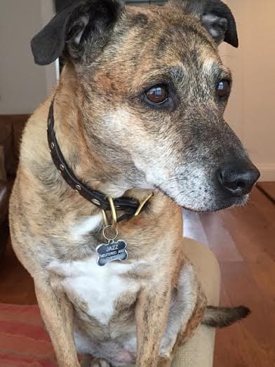 Woof Factor 2015 Results — Unknown