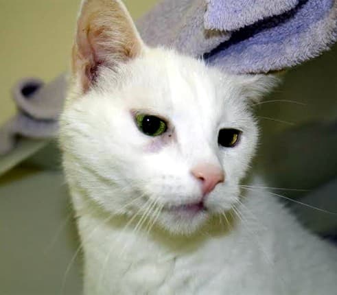 Mr Purrkins — Unknown