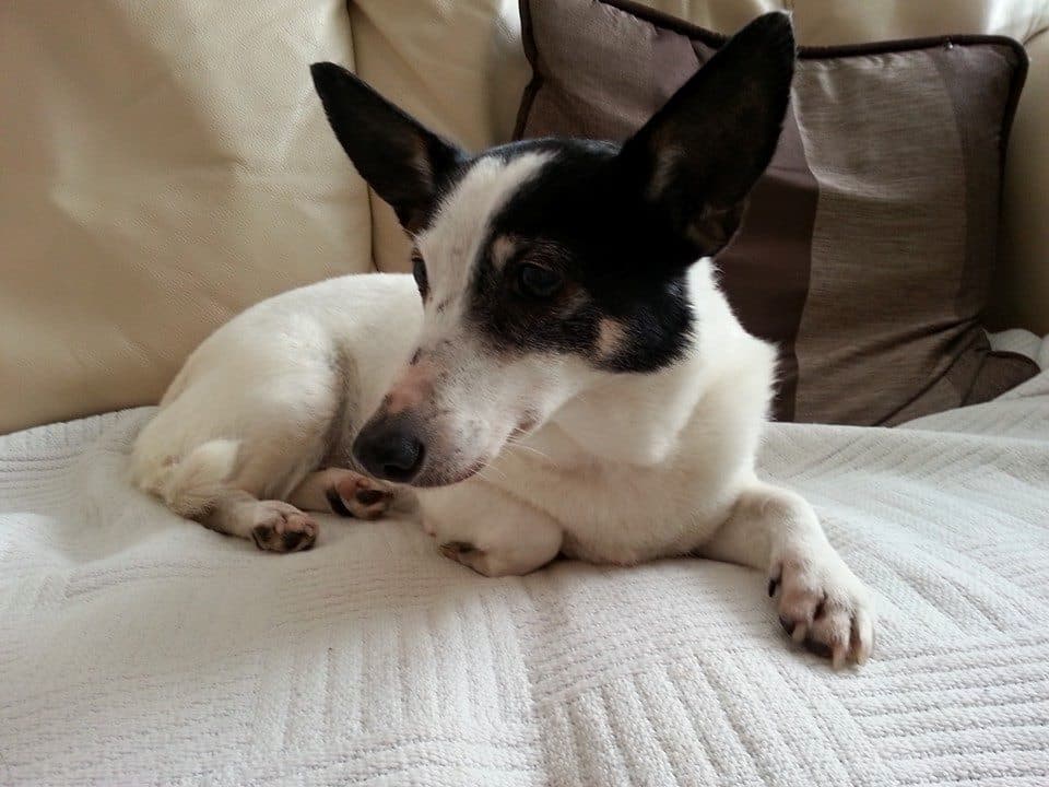 Petite Pru — Unknown