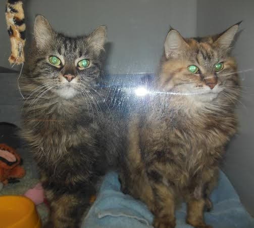 Rose and Edith — Unknown