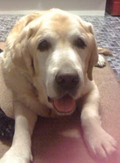 Donations welcomed, in Great Gatsby’s memory — Unknown