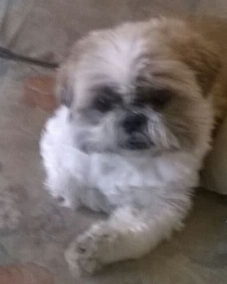 Fuzzy-Pup Bailie! — Unknown