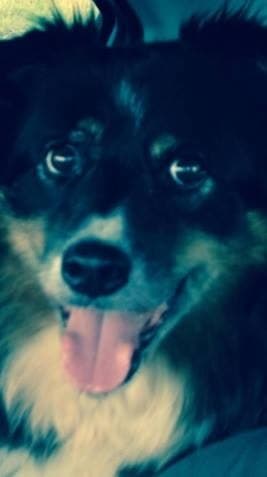 Brave Benji — Unknown