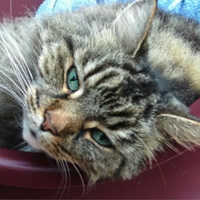 Mrs. Tufty — Unknown