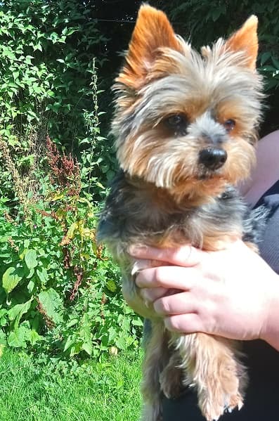 Geovanni the Yorkie! — Unknown