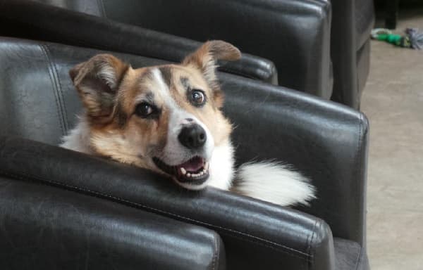 Lucky (female) — Unknown