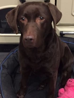 Rolo – Girl — Unknown