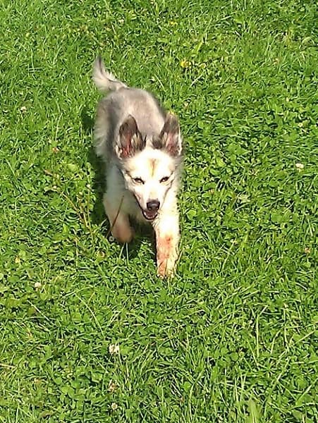 Sweet smiling Frances — Unknown