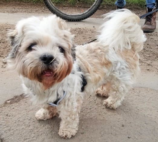 Milo Dinky Legs! — Unknown