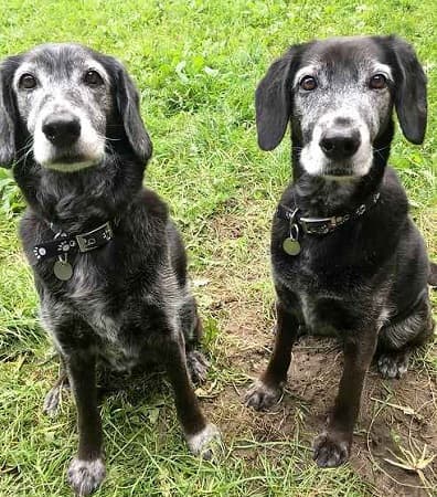 Alice and Dilly — Unknown