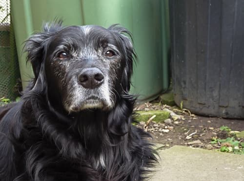 Adorable Alfie — Unknown