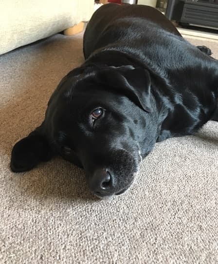 Ellie Labrador — Unknown